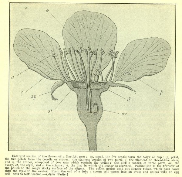 bartlett pear flower in The ABC of XYZ